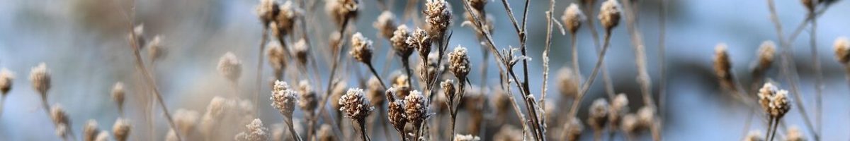 wildflowers-7688547_1280